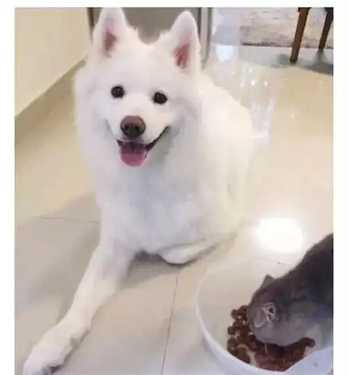 狗,你家缺猫吗日常生活
