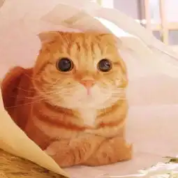 听说你想换头像不如来看看这组猫
