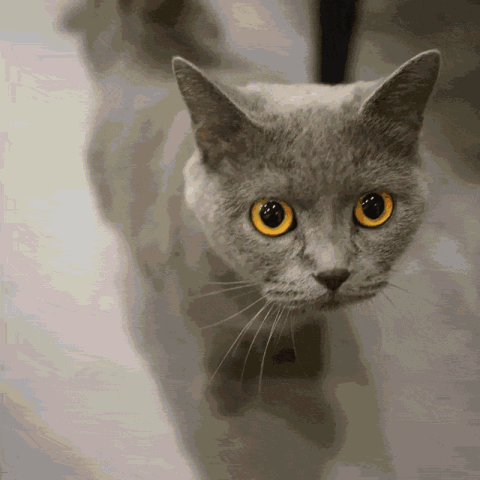 南京这些治愈系猫咪咖啡馆,想吸
