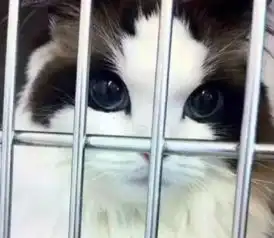 全球颜值最高的7只猫,图1拥有完美皮毛,图3还自带眼线
