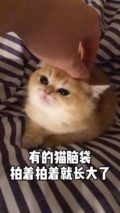 有的猫脑袋拍着拍着就长大了家有治愈系小可爱
