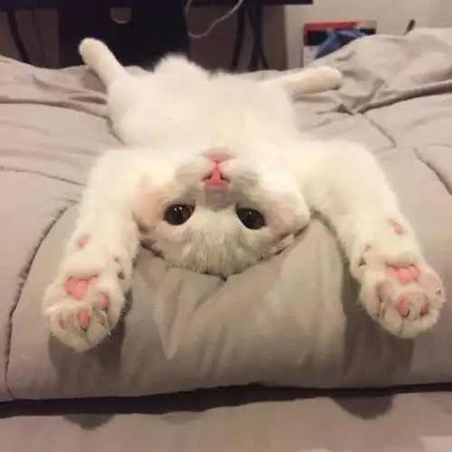 你的家里有没有同款猫
