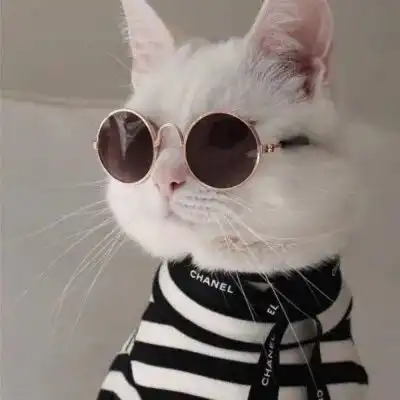 头像治愈系猫咪头像
