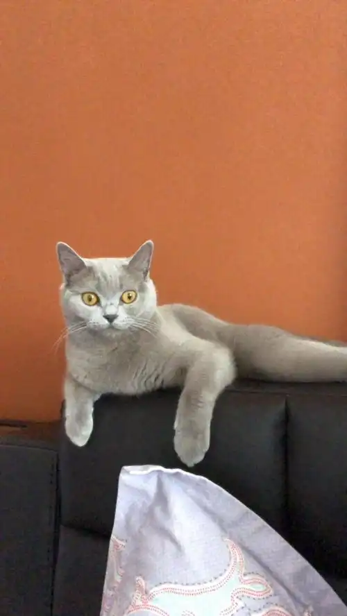 治愈系猫咪
