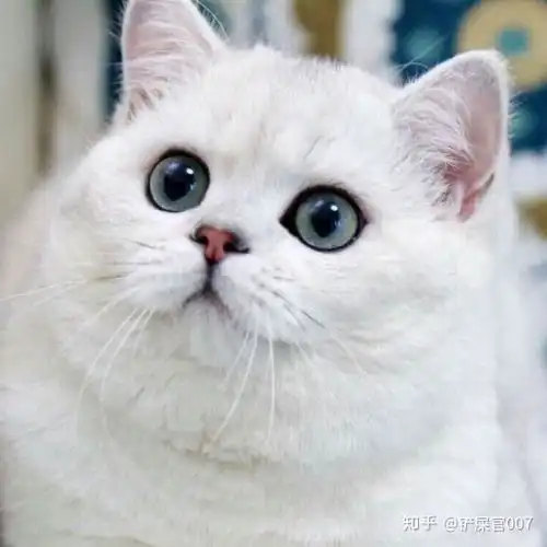 公猫尿频繁每次只尿一滴
