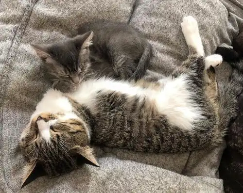这只治愈系的恐龙猫,能让你告别精神内耗
