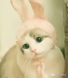 2017超可爱的猫咪头像
