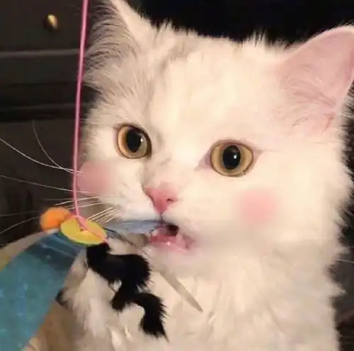 治愈系猫猫头像
