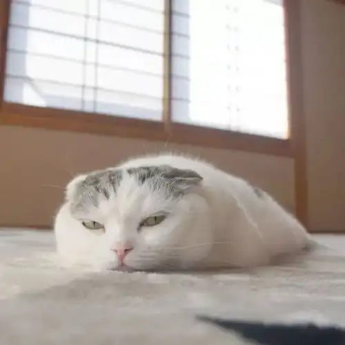 快来看猫片
