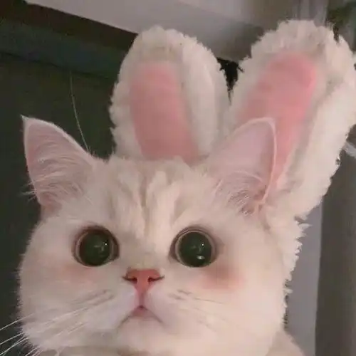 治愈系猫猫头像
