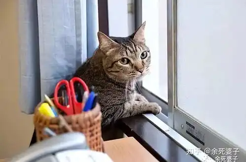 如何评价日剧面包和汤和猫咪好天气

