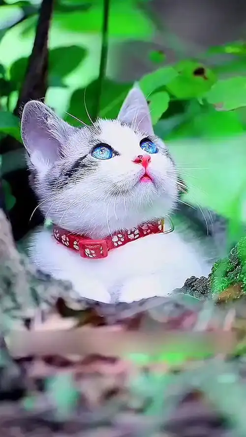 治愈系猫咪
