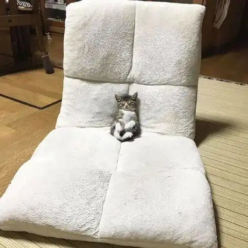 千万不要把猫给你妈养她会拿着勺子喂猫粮
