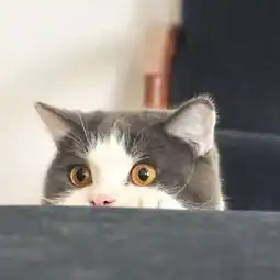 求这只猫的系列图
