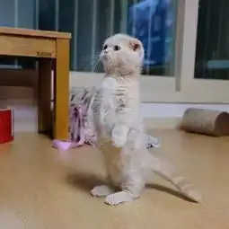 看完这些爆红网络的萌猫丑猫,我怀疑生活中我看到的一定是假猫
