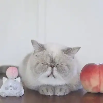 加菲猫头像超萌真猫高清
