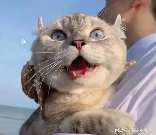 原来在猫咪眼中,你抱它,是这么回事
