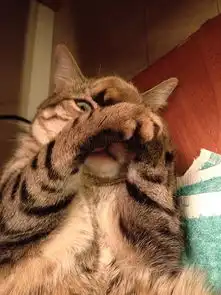 无法言说的治愈系呆萌猫咪
