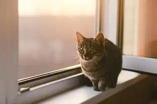 治愈系清新风格照片一只猫的幸福生活
