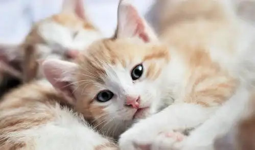 一组可爱的猫咪,萌萌的治愈系
