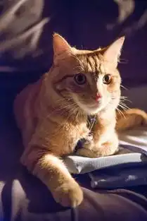 流浪猫鲍勃从今天开始你就是我的铲屎官了豆瓣8分治愈系吸猫片可劲放心吸
