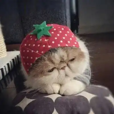头像治愈系猫咪头像
