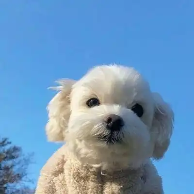 好看的狗狗微信头像狗狗头像萌图片大全
