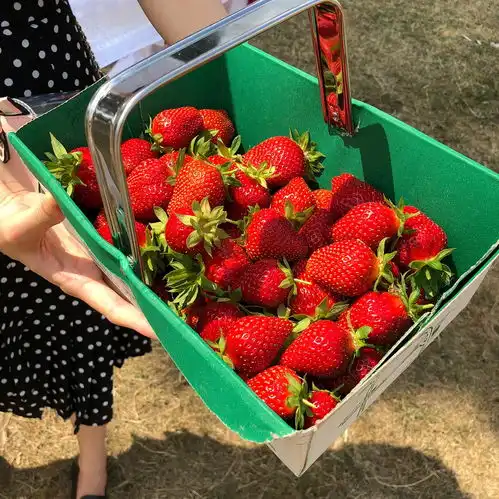 甜甜草莓味的伦敦夏日parksidefarm园畔农场
