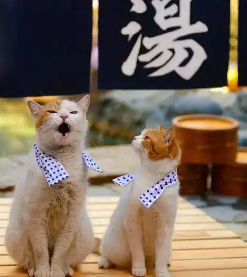 猫咪有多治愈
