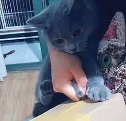 养猫千日,用猫一时,盘点猫主子们在日常生活中的奇葩用途
